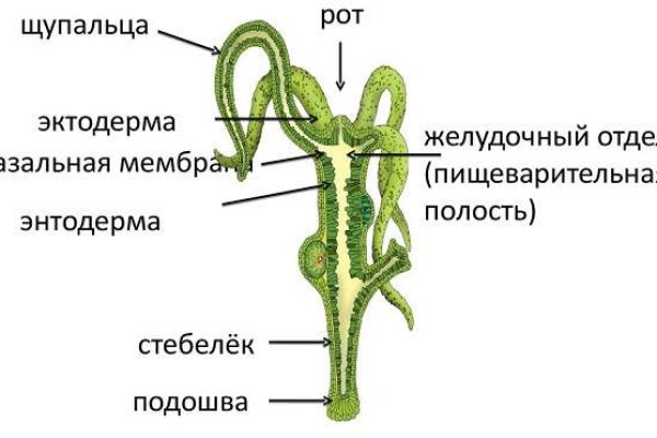 Кракен онион kraken dark link